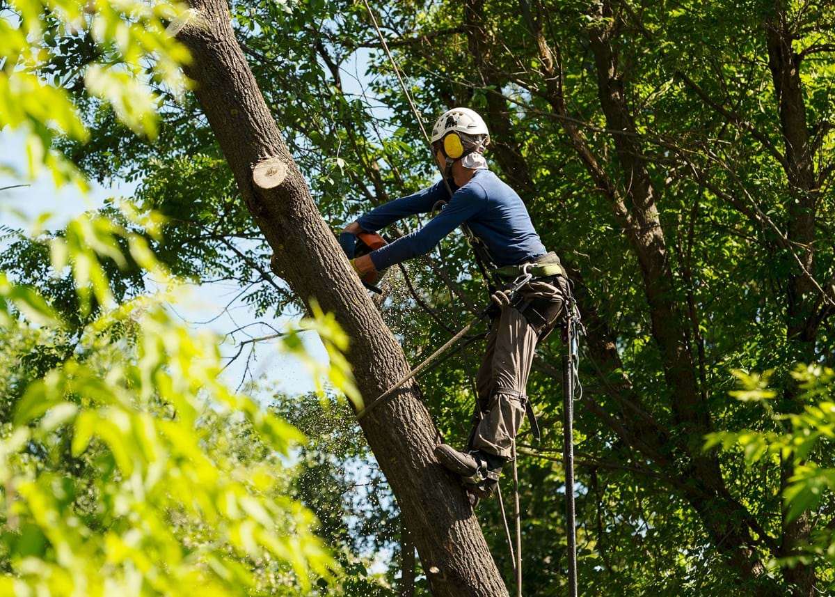 A professional arborist secured with climbing gear while cutting a large tree limb