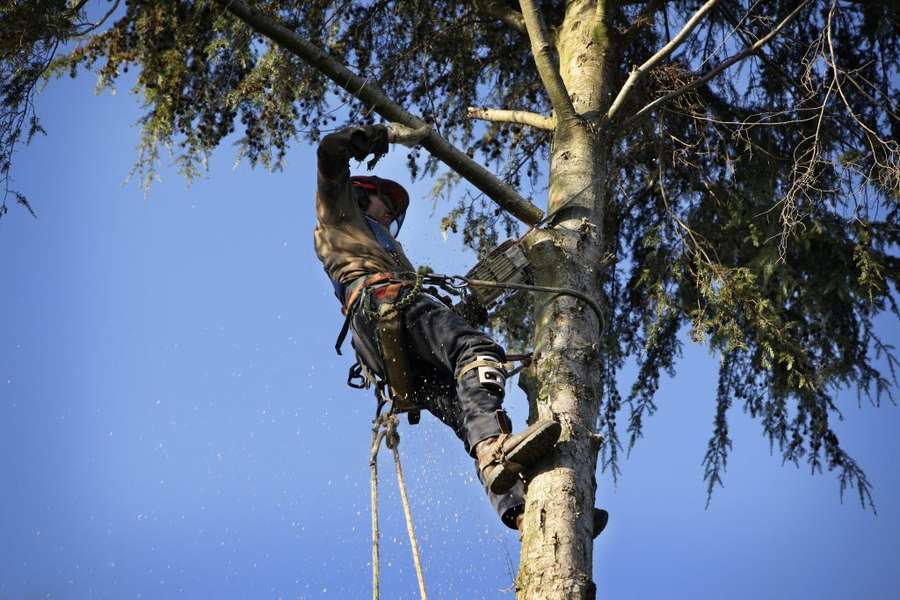 An arborist pruning a tree while secured with climbing equipment