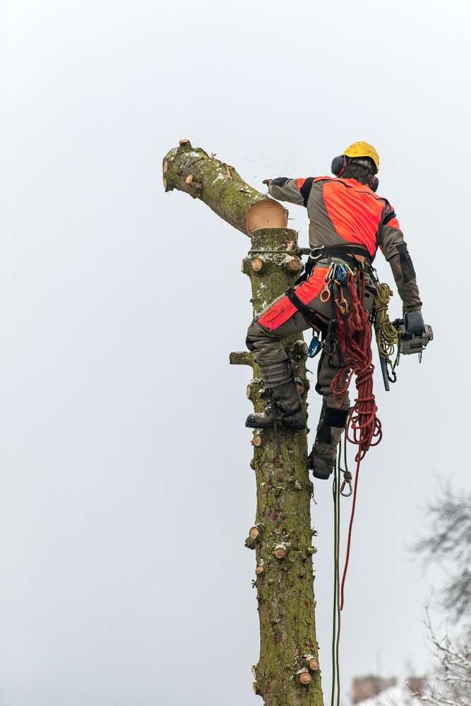 A roped arborist removing a section of a tree trunk